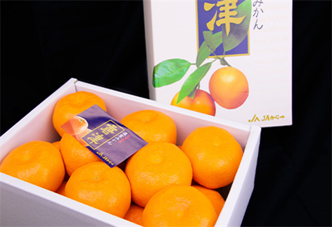 『先行予約』【6月下旬発送予定】唐津産 温室みかん 1.8kg 化粧箱 ハウスみかん ミカン 果物 フルーツ ギフト