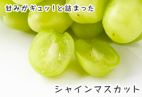 『先行予約』【令和8年8月中旬発送予定】甘みがギュッ!と詰まったシャインマスカット 2kg (約3～5房) 化粧箱 フルーツ 果物 ギフト