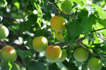 唐津七山 南高梅大粒しそ味 500g×2(合計1kg)「irodoriからつ四季の返礼品」山間から湧き出る澄んだ水をふんだんに含んだ土壌で栽培