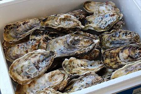 『予約受付』【令和8年3月上旬発送】佐賀県唐津市唐房産 からふさカキ3kg (カキナイフ付き) レシピ 牡蠣 BBQ アウトドア