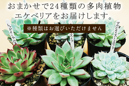 多肉植物エケベリア24ポット おまかせセット アソート 観葉植物 癒し「2024年 令和6年」