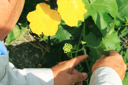 クレコス ピュアヘチマエッセンス 150ml 天然由来成分100％ 化粧水 CRECOS