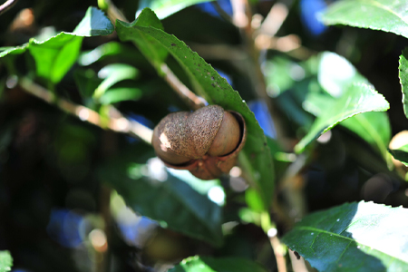 クレコス エクストラオイル 32ml 天然成分由来成分100％ CRECOS