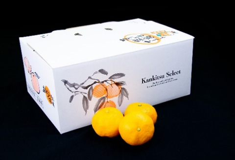 『先行予約』【11月上旬発送予定】唐津産 温州みかん 5kg バラ ハウスみかん ミカン 果物 フルーツ