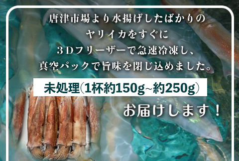 唐津呼子産 丸ごといか(小サイズ)未処理 1kg以上 海鮮 新鮮 刺身 フライ 煮物 姿焼 「2024年 令和6年」