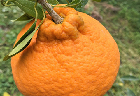 『先行予約』【令和8年3月上旬発送】糖度が高すぎッ！味香デコ 10kg 新品種 果皮も美味しく食べられる！フルーツ 果物 デザート 柑橘