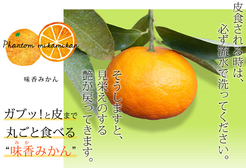 『先行予約』【令和8年2月上旬発送】果皮も丸ごとガブッ！味香みかん 10kg 新種のミカン フルーツ 果物 デザート 柑橘
