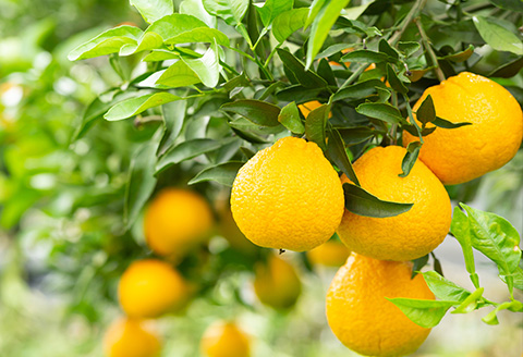 『予約受付』【令和6年12月中旬発送】唐津産 しらぬい(不知火) 1.5kg セレクト箱 みかん でこぽん オレンジ フルーツ 果物 ギフト