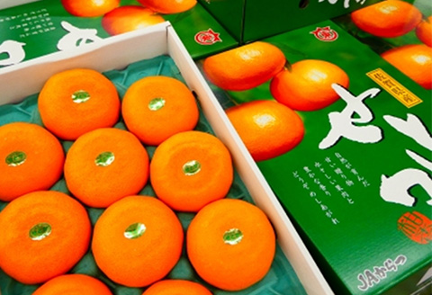 『先行予約』【令和8年1月下旬発送予定】唐津産 せとか 3kg 化粧箱 みかん ミカン オレンジ フルーツ 果物 ギフト