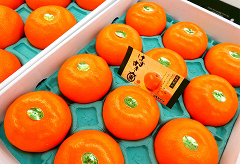 『先行予約』【令和8年1月下旬発送予定】唐津産 はまさき 3kg 化粧箱 みかん ミカン オレンジ フルーツ 果物 ギフト