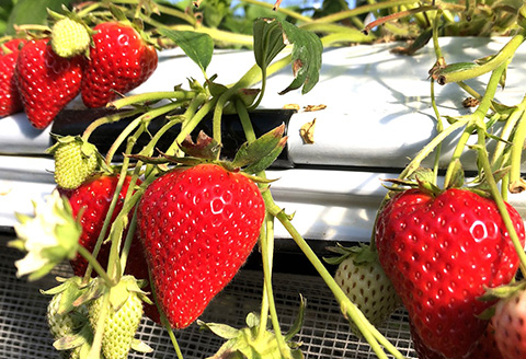 『先行予約』【12月上旬より順次発送】佐賀県唐津産いちごさん約450g×2パック(合計約900g) いちごさん イチゴ 果物