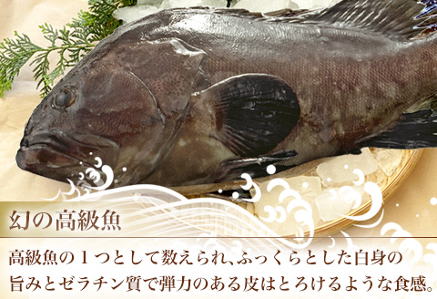 『先行予約』【11月下旬より順次発送】佐賀県産クエ鍋セット(2人前～3人前) くえ 高級魚 希少 おもてなし お祝い  海鮮 魚 クエ 鍋