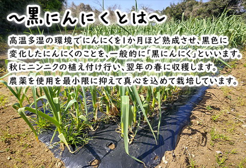 『先行予約』【令和7年7月より順次発送】こみねさんちの黒にんにく 120g スタミナ 野菜 ガーリック ニンニク 大蒜 国産 健康