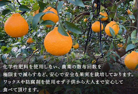 『先行予約』【令和8年2月中旬より順次発送】唐津産 不知火(琥珀) 約5kg(約16～20玉) デコポン でこぽん ミカン みかん 柑橘 フルーツ 果物