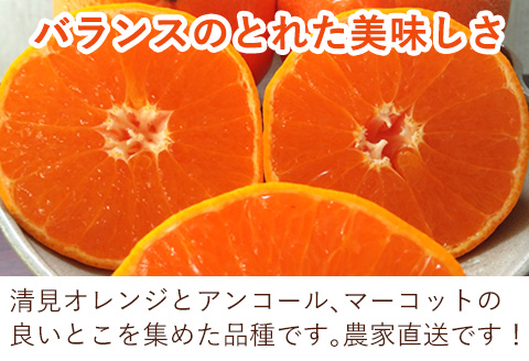 『予約受付』【令和8年1月下旬発送】麗紅(れいこう) ハウス栽培 唐津産 2.5kg 混合サイズ みかん 蜜柑 柑橘 果物 フルーツ