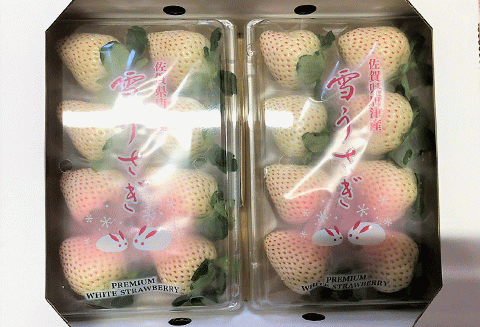 『先行予約』【令和8年2月中旬発送】唐津産 白いちご「雪うさぎ」苺 イチゴ 希少 果物 フルーツ ハマファーム