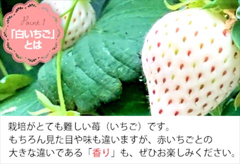 『先行予約』【令和8年2月上旬から4月下旬までにお届け】白い宝石 白いちご 約130g×4P(合計約520g) ご自宅用 いちご イチゴ 苺 贈答 フルーツ 果物 希少