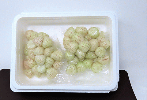 唐津産 冷凍白いちご「雪うさぎ」500g×2袋(合計1kg) 真空包装 加工品用 苺 イチゴ 希少 果物 フルーツ