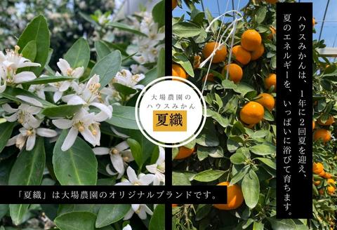 『先行予約』【令和8年6月より順次発送】夏の極上ハウスみかん「夏織」1.3kg  贈答箱・ギフトボックス入り ～海と空と、みかん～ 甘くてとろける夏の果物に ミカン フルーツ 柑橘