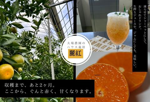 『先行予約』【令和8年1月中旬発送】唐津産ハウス育ち「麗紅」2.5kg 手提げ箱入り ～海と空と、みかん～ ミカン フルーツ 柑橘 ギフト