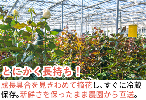 バラの花束 ピンク色 20本 長さ約40cm厳選 産地直送 摘み立て プレゼント用 最高品質 栄養剤付