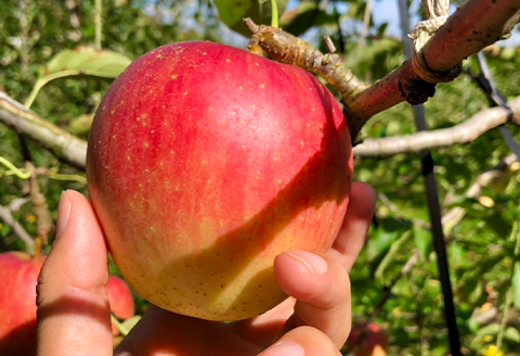 『先行予約』【令和7年8月中旬発送】厳選 九州旬のりんご 3キロ箱(8～12玉入) 九州 リンゴ 林檎 フルーツ 果物 つるが 秋映 紅将軍 シナノスイート シナノゴールド 3kg