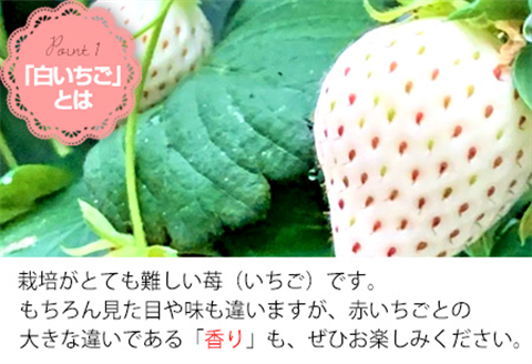 『先行予約』【令和8年2月上旬から4月下旬までにお届け】白い宝石 白いちご 450g 贈答用 いちご イチゴ 苺 フルーツ 果物 希少