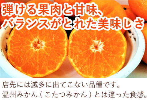 『先行予約』【令和8年1月下旬発送】浜王(はまおう) ハウス栽培 唐津産 3kg 口之津(くちのつ) 39号みかん フルーツ 果物 柑橘 かんきつ