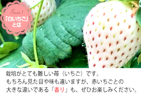 『先行予約』【令和8年2月上旬から4月下旬までにお届け】訳あり 白い宝石 白いちご 130g×4P(合計520g) 大小不揃い いちご イチゴ 苺 フルーツ 果物 希少