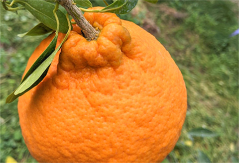 『先行予約』【令和8年3月上旬発送】糖度が高すぎッ！味香デコ 5kg 新品種 果皮も美味しく食べられる！フルーツ 果物 デザート 柑橘