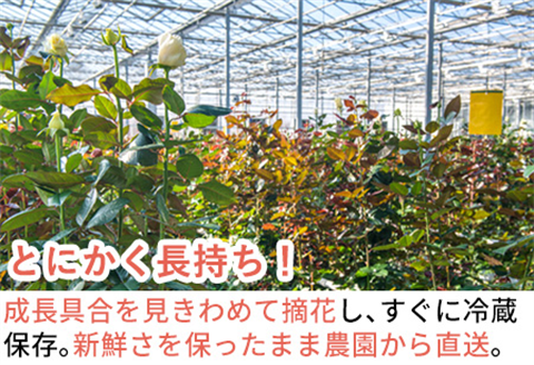 バラの花束 ミックス 60本 長さ40cm前後を厳選 産地直送 摘み立て プレゼント用 最高品質 栄養剤付