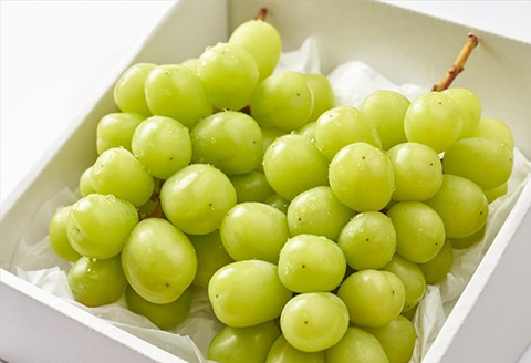 『先行予約』【令和8年8月中旬発送予定】甘みがギュッ!と詰まったシャインマスカット 2kg (約3～5房) 化粧箱 フルーツ 果物 ギフト