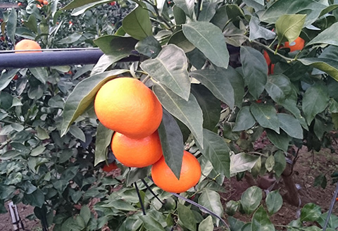 『先行予約』【令和8年1月から発送】吉田みかん園の樹上完熟みかん 5kg 柑橘 ミカン 蜜柑 フルーツ 果物