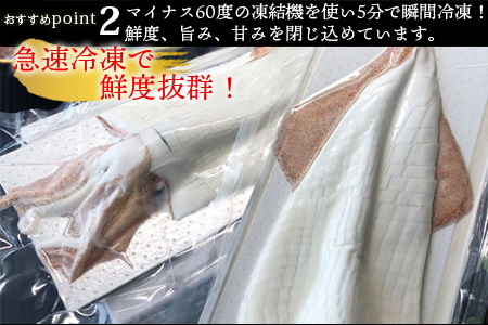 『先行予約』呼子のいか活造り3杯! コリコリ甘い鮮度抜群の透明感! 約200g×3(合計約600g) 刺身 ギフト 冷凍※水揚げあり次第5月以降順次発送させていただきます。