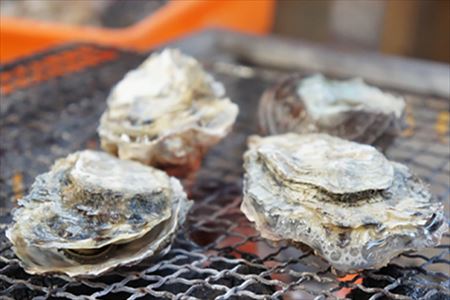 『予約受付』【令和8年3月上旬発送】佐賀県唐津市唐房産 からふさカキ3kg (カキナイフ付き) レシピ 牡蠣 BBQ アウトドア