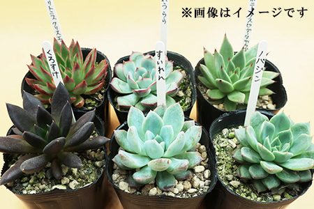 多肉植物エケベリア12ポット おまかせセット アソート 観葉植物 癒し「2024年 令和6年」