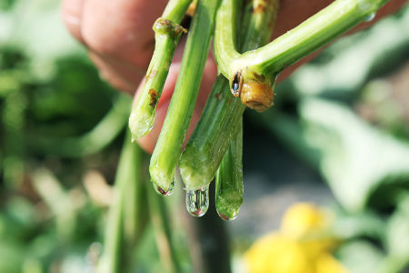 クレコス ピュアヘチマエッセンス 150ml 天然由来成分100％ 化粧水 CRECOS