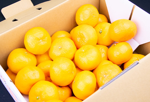 『先行予約』【11月上旬発送予定】唐津産 温州みかん 5kg バラ ハウスみかん ミカン 果物 フルーツ