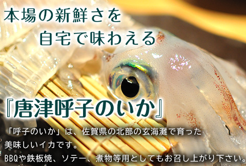 唐津呼子産 丸ごといか(小サイズ)未処理 1kg以上 海鮮 新鮮 刺身 フライ 煮物 姿焼 「2024年 令和6年」