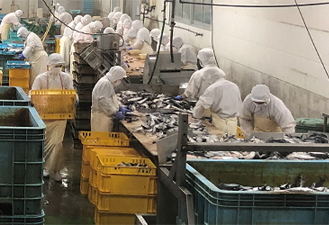 肉厚の塩サバ切身(昆布風味)25切セット 5切×5袋 さば 鯖 お弁当