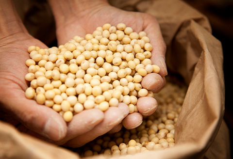 ざる豆腐 1kg×2(約7人～8人前) 国産大豆 風味豊か ざる豆腐発祥 川島豆腐店 おつまみ ギフト