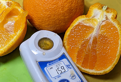 『先行予約』【令和8年3月上旬発送】糖度が高すぎッ！味香デコ 10kg 新品種 果皮も美味しく食べられる！フルーツ 果物 デザート 柑橘