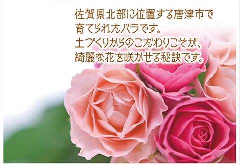 バラ(薔薇)の花束 イロドリ15本入り 贈答 プレゼント 贈り物へ