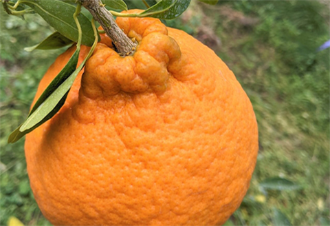 『先行予約』【令和8年3月上旬発送】味香デコ 3kg 新品種 果皮も美味しく食べられる！フルーツ 果物 デザート 柑橘