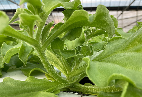 『先行予約』【11月中旬より順次発送】アイスプラント(70g×12パック)ぷちぷち食感 塩味 野菜 天ぷら 生春巻き サラダ スープ しゃぶしゃぶ 炒め物 おひたし