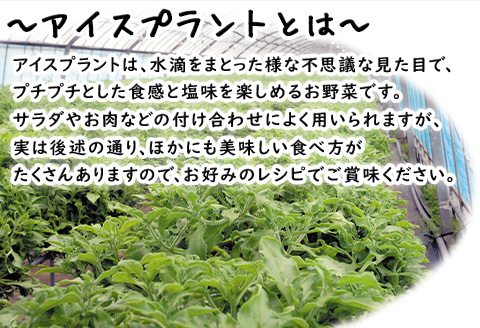 『先行予約』【12月上旬より順次発送】冬穫れハウスモロヘイヤ(100g×5袋)とアイスプラント(70g×5P)セット 2箱 ネバネバ 高栄養価 プチプチ新体験 定番おひたし 和洋中の各種スープ お肉・お魚のメイン料理の付け合わせ