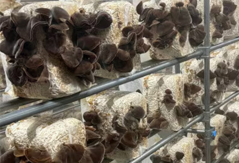 ノウフクJAS認証 唐津市産 乾燥きくらげ 乾燥しいたけセット きのこ スライス 丸