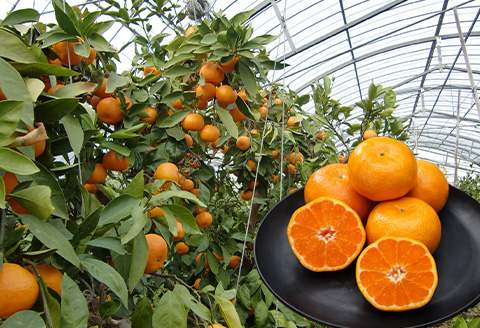 『先行予約』【令和8年7月上旬より順次発送】【全国出荷量1位】佐賀県ハウスみかん 1.8kg 高級甘熟みかん 果物フルーツ 柑橘