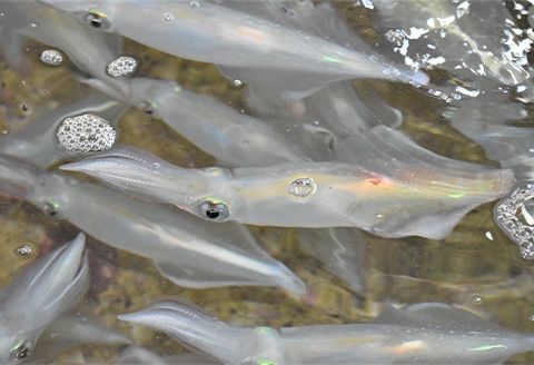 海から直送！剣先イカ一夜干し1袋2枚入り(200ｇ)×2袋 いか おつまみ 干物 酒の肴