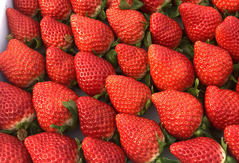 『先行予約』【12月上旬より順次発送】佐賀県唐津産いちごさん約450g×2パック(合計約900g) いちごさん イチゴ 果物